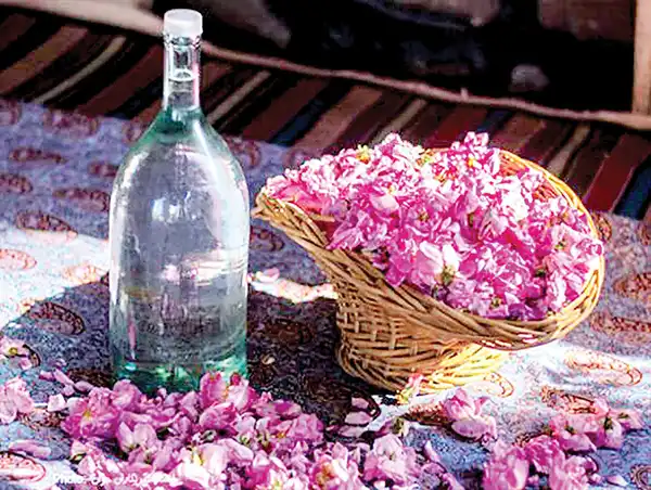 عوارض گلاب خیراندیش در طب سنتی برای مردان و زنان