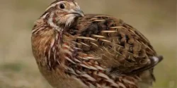 عوارض گوشت بلدرچین خیراندیش در طب سنتی برای مردان و زنان