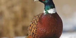 عوارض گوشت قرقاول خیراندیش در طب سنتی برای مردان و زنان
