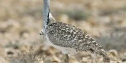 عوارض گوشت هوبره خیراندیش در طب سنتی برای مردان و زنان