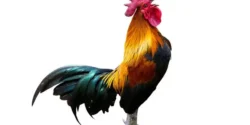 عوارض گوشت جوجه خروس خیراندیش در طب سنتی برای مردان و زنان