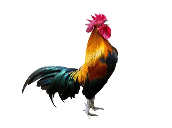 عوارض گوشت جوجه خروس خیراندیش در طب سنتی برای مردان و زنان