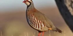 عوارض گوشت کبک خیراندیش در طب سنتی برای مردان و زنان