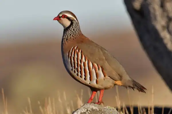 عوارض گوشت کبک خیراندیش در طب سنتی برای مردان و زنان