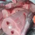عوارض گوشت کوسه خیراندیش در طب سنتی برای مردان و زنان