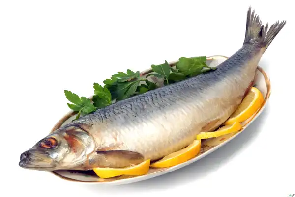 عوارض گوشت ماهی خیراندیش در طب سنتی برای مردان و زنان