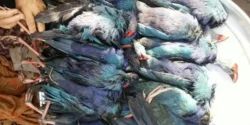 عوارض گوشت شکار خیراندیش در طب سنتی برای مردان و زنان