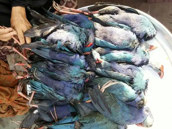 عوارض گوشت شکار خیراندیش در طب سنتی برای مردان و زنان