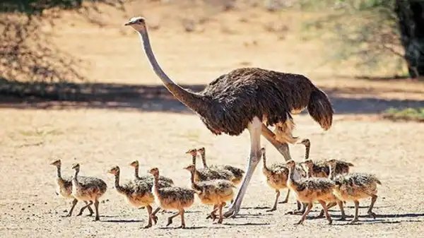 عوارض گوشت شترمرغ خیراندیش در طب سنتی برای مردان و زنان