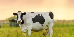 عوارض گوشت صورت گاو خیراندیش در طب سنتی برای مردان و زنان