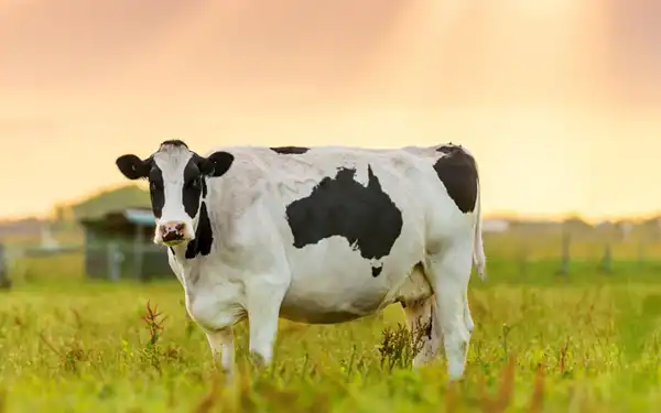 عوارض گوشت صورت گاو خیراندیش در طب سنتی برای مردان و زنان