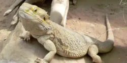 عوارض گوشت سوسمار خیراندیش در طب سنتی برای مردان و زنان