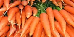 عوارض هویج فرنگی خیراندیش در طب سنتی برای مردان و زنان