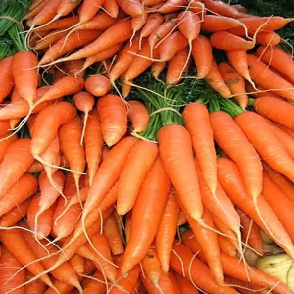 عوارض هویج فرنگی خیراندیش در طب سنتی برای مردان و زنان