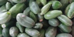 عوارض هندوانه کوهی خیراندیش در طب سنتی برای مردان و زنان