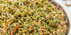 عوارض جوانه ارزن خیراندیش در طب سنتی برای مردان و زنان