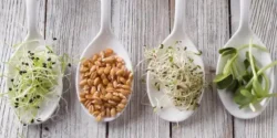 عوارض جوانه ها خیراندیش در طب سنتی برای مردان و زنان