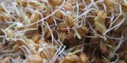 عوارض جوانه جو خیراندیش در طب سنتی برای مردان و زنان
