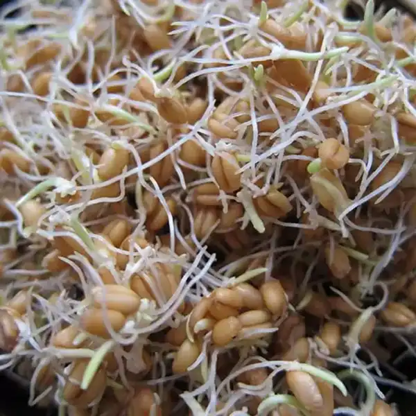 عوارض جوانه جو خیراندیش در طب سنتی برای مردان و زنان