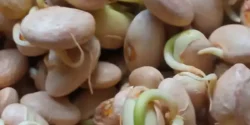 عوارض جوانه لوبیا خیراندیش در طب سنتی برای مردان و زنان