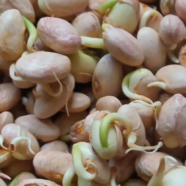 عوارض جوانه لوبیا خیراندیش در طب سنتی برای مردان و زنان