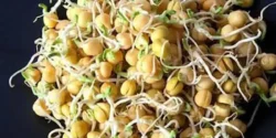 عوارض جوانه نخود خیراندیش در طب سنتی برای مردان و زنان
