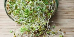 عوارض جوانه شبدر خیراندیش در طب سنتی برای مردان و زنان