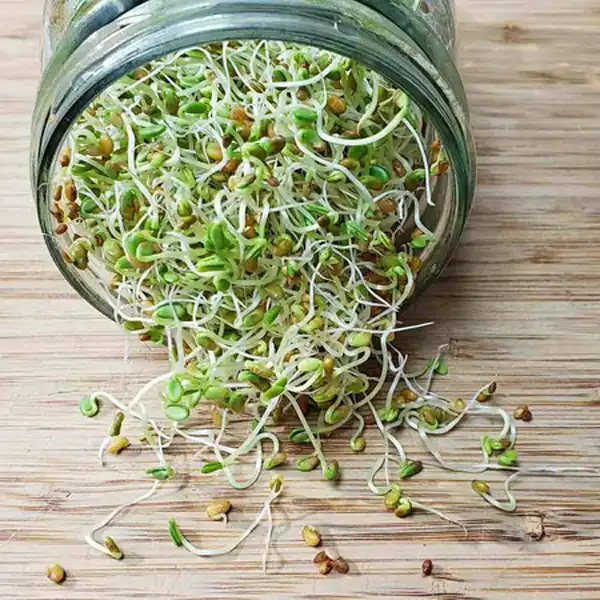 عوارض جوانه شبدر خیراندیش در طب سنتی برای مردان و زنان