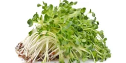 عوارض جوانه یونجه خیراندیش در طب سنتی برای مردان و زنان