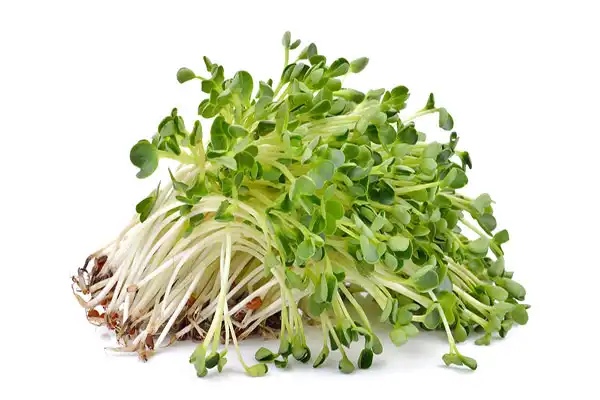 عوارض جوانه یونجه خیراندیش در طب سنتی برای مردان و زنان
