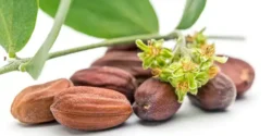 عوارض جوجوبا خیراندیش در طب سنتی برای مردان و زنان