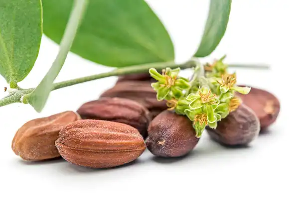 عوارض جوجوبا خیراندیش در طب سنتی برای مردان و زنان