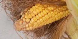 عوارض کاکل ذرت خیراندیش در طب سنتی برای مردان و زنان