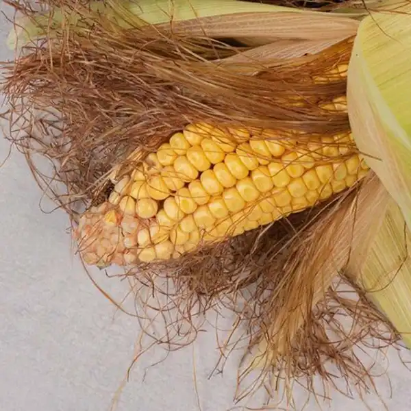 عوارض کاکل ذرت خیراندیش در طب سنتی برای مردان و زنان