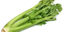 عوارض کرفس خیراندیش در طب سنتی برای مردان و زنان