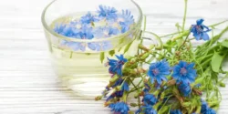 عوارض کاسنی خیراندیش در طب سنتی برای مردان و زنان