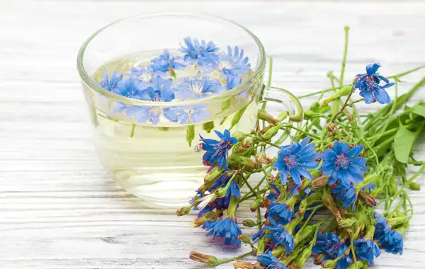 عوارض کاسنی خیراندیش در طب سنتی برای مردان و زنان