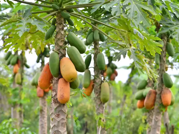 عوارض خربزه درختی خیراندیش در طب سنتی برای مردان و زنان