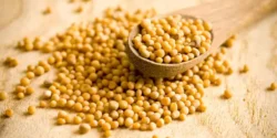 عوارض خردل خیراندیش در طب سنتی برای مردان و زنان