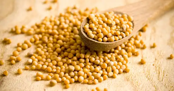 عوارض خردل خیراندیش در طب سنتی برای مردان و زنان