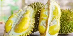عوارض خارگیل خیراندیش در طب سنتی برای مردان و زنان