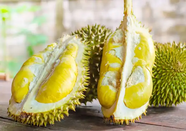 عوارض خارگیل خیراندیش در طب سنتی برای مردان و زنان