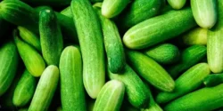 عوارض خیار خیراندیش در طب سنتی برای مردان و زنان