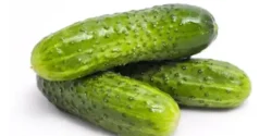 عوارض خیار خاردار خیراندیش در طب سنتی برای مردان و زنان