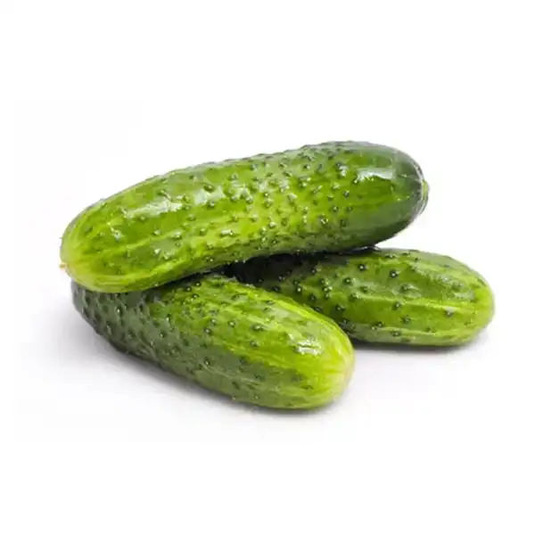 عوارض خیار خاردار خیراندیش در طب سنتی برای مردان و زنان