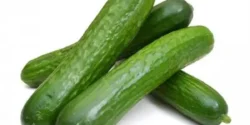 عوارض خیار سبز خیراندیش در طب سنتی برای مردان و زنان