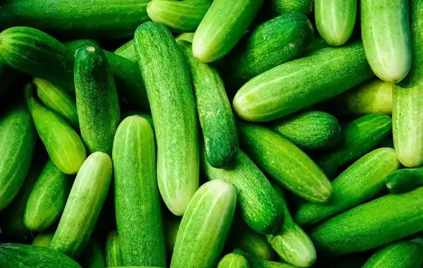 عوارض خیار خیراندیش در طب سنتی برای مردان و زنان