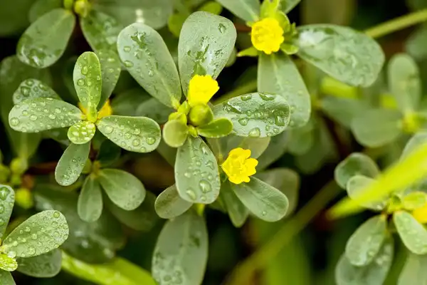 عوارض خرفه خیراندیش در طب سنتی برای مردان و زنان