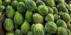 عوارض کمبزه خیراندیش در طب سنتی برای مردان و زنان