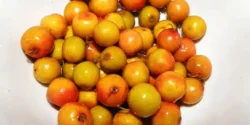 عوارض کنار خیراندیش در طب سنتی برای مردان و زنان